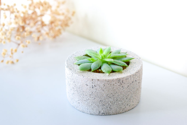 stone textured pot with succulent