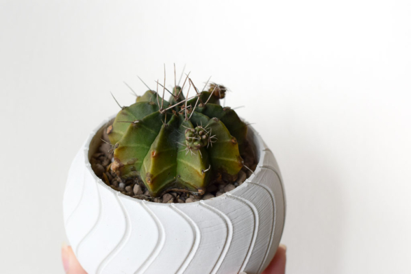 3d-printed white planter with succulent