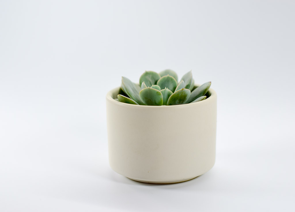 pixie planter beige styled with succulent