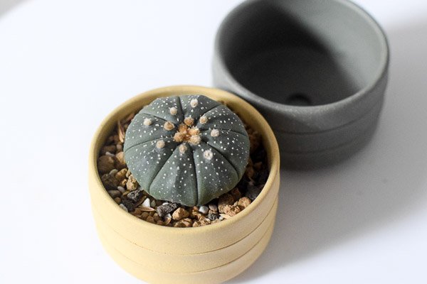 capricorn cactus