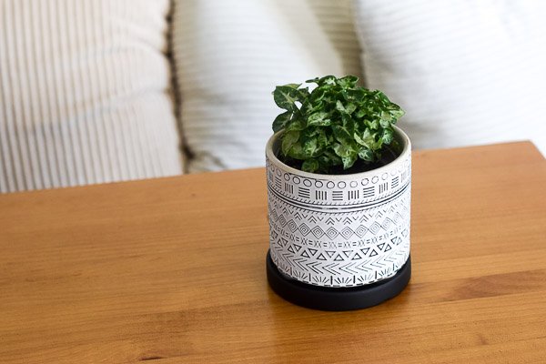 elm planter syngonium pixie