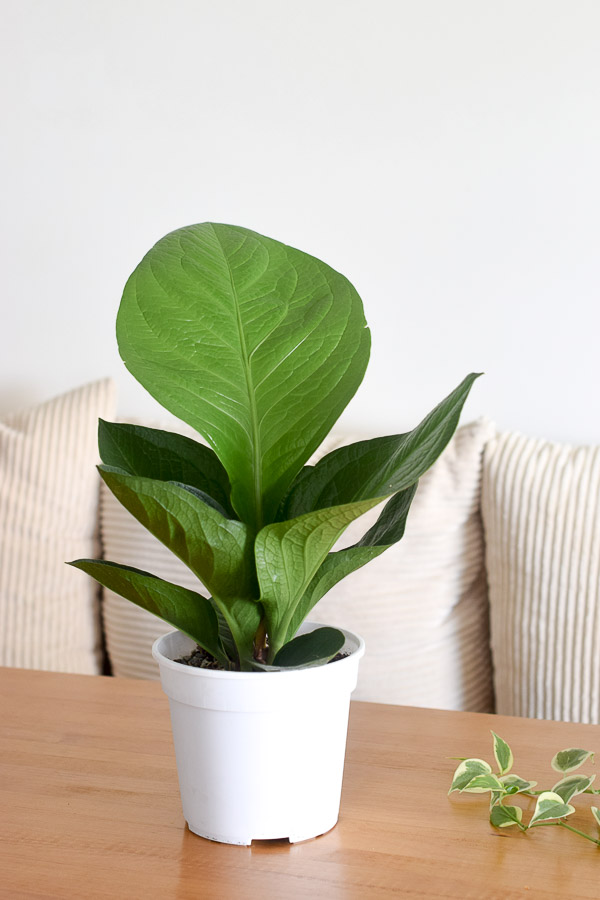 anthurium jungle bush foliage