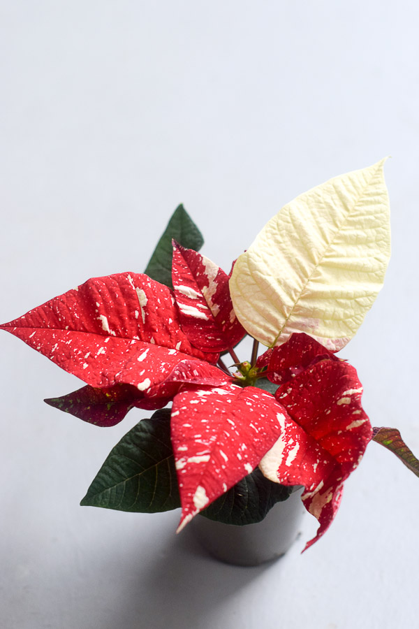 mini poinsettia superbar top